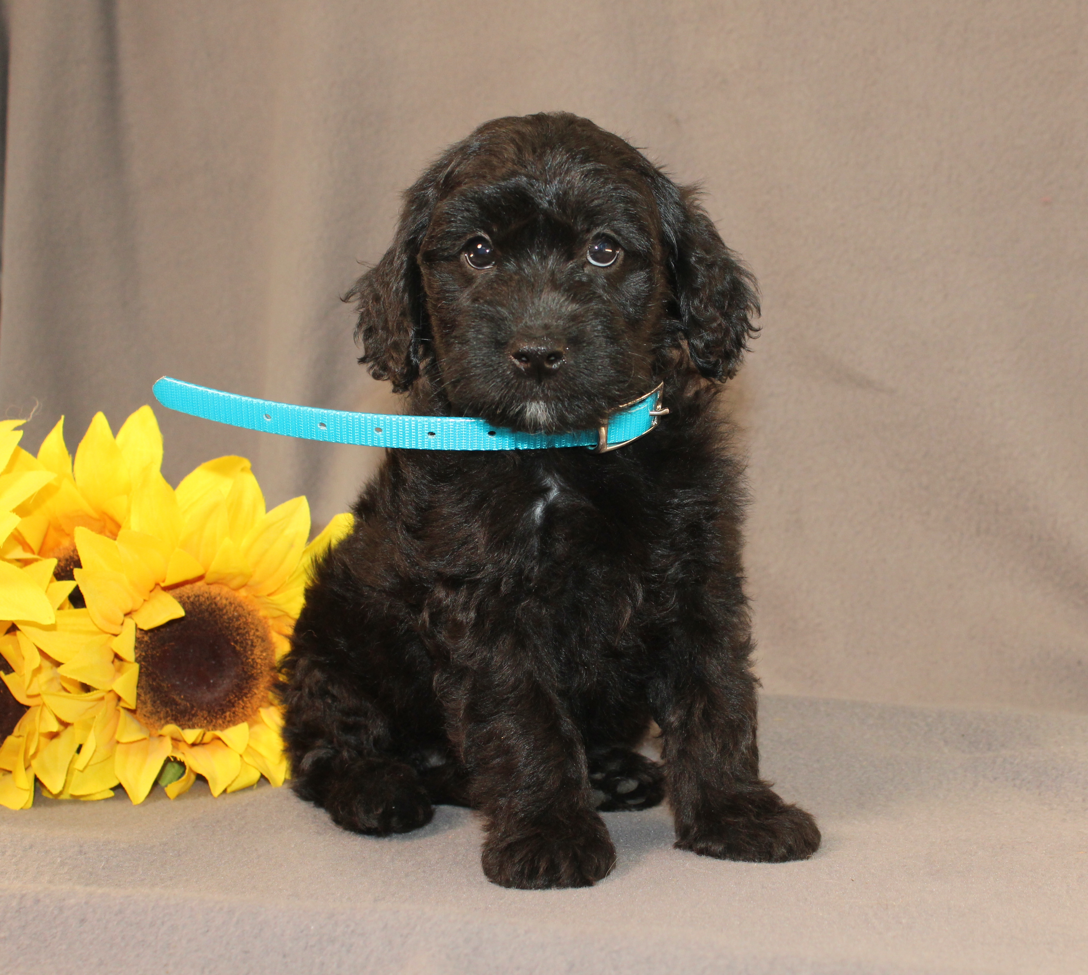 puppy, for, sale, Mini Cavagoldendoodle, Ivan J. Stoltzfus, dog, breeder, Dornsife, PA, dog-breeder, puppy-for-sale, forsale, nearby, find, puppyfind, locator, puppylocator, aca